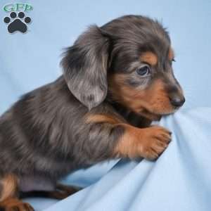 Bella, Dachshund Puppy